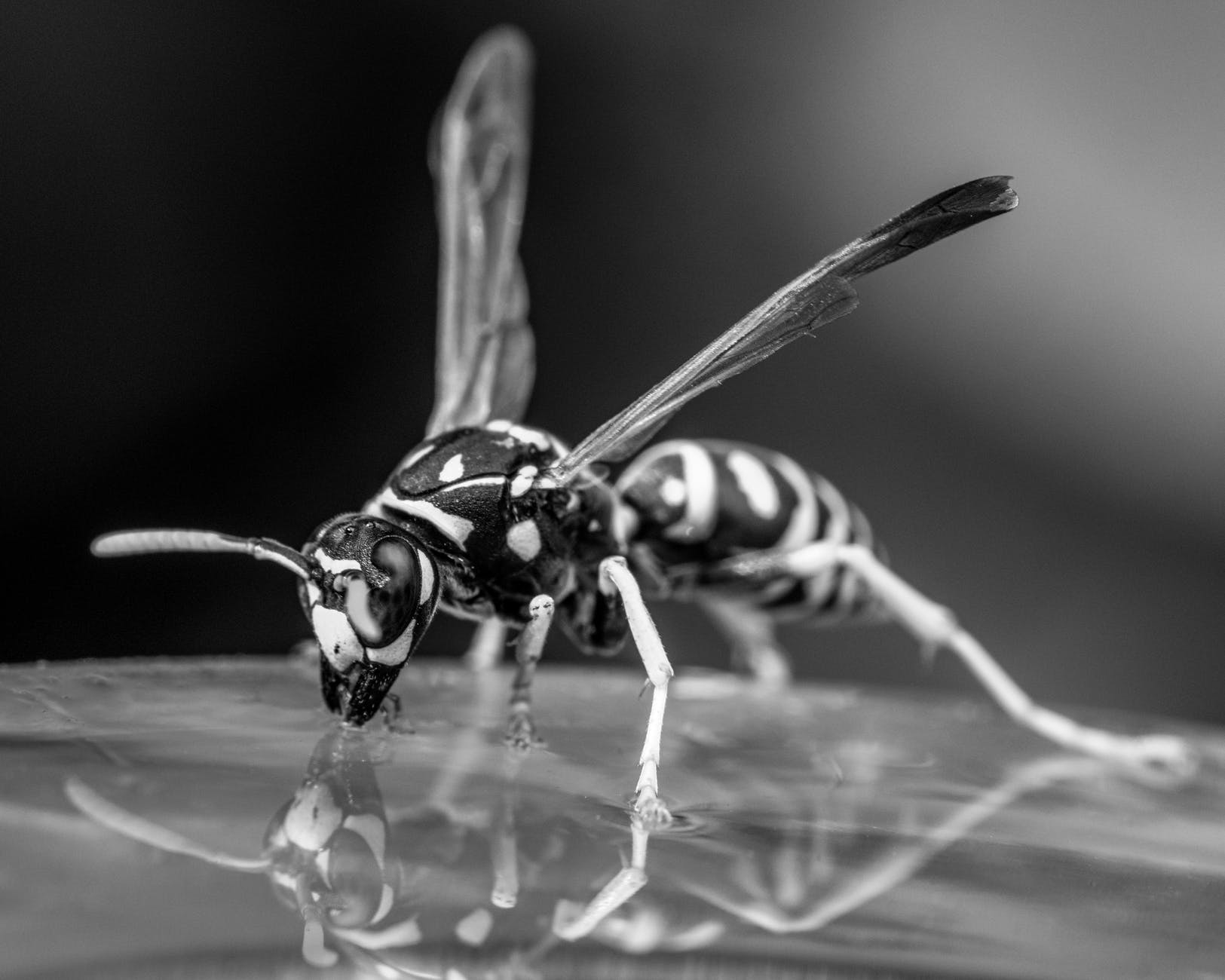 wasp drinking water