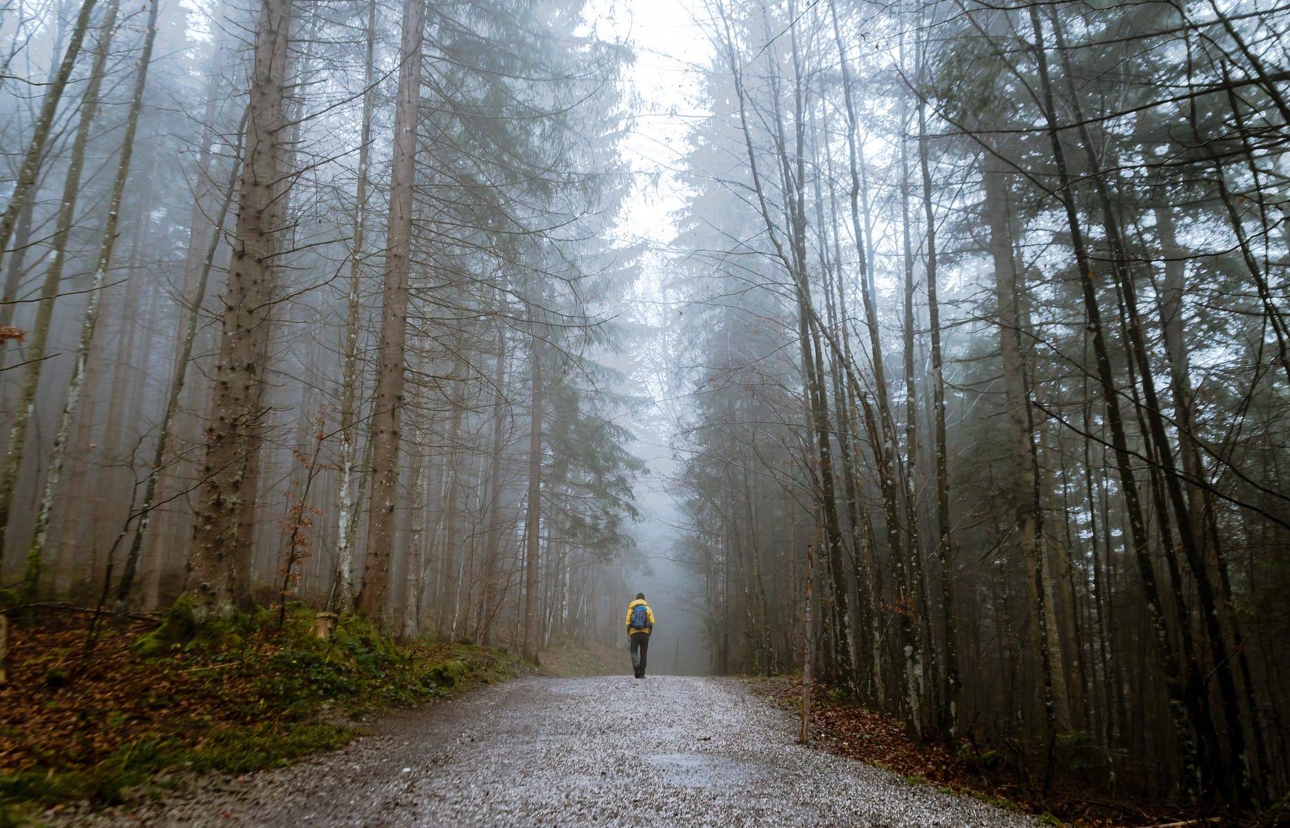 back view of a person walking on a forest path