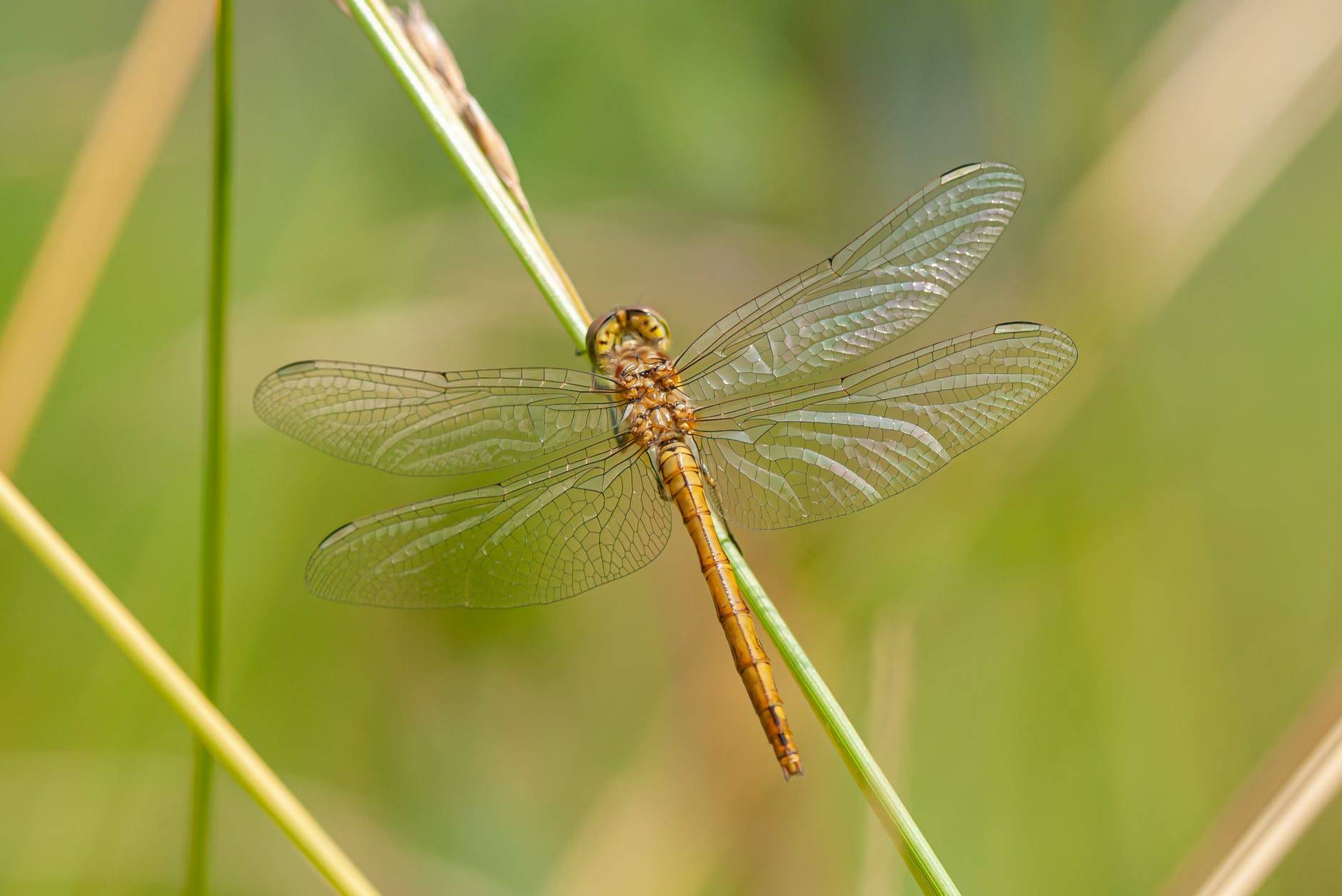 little dragonfly on plant in forest