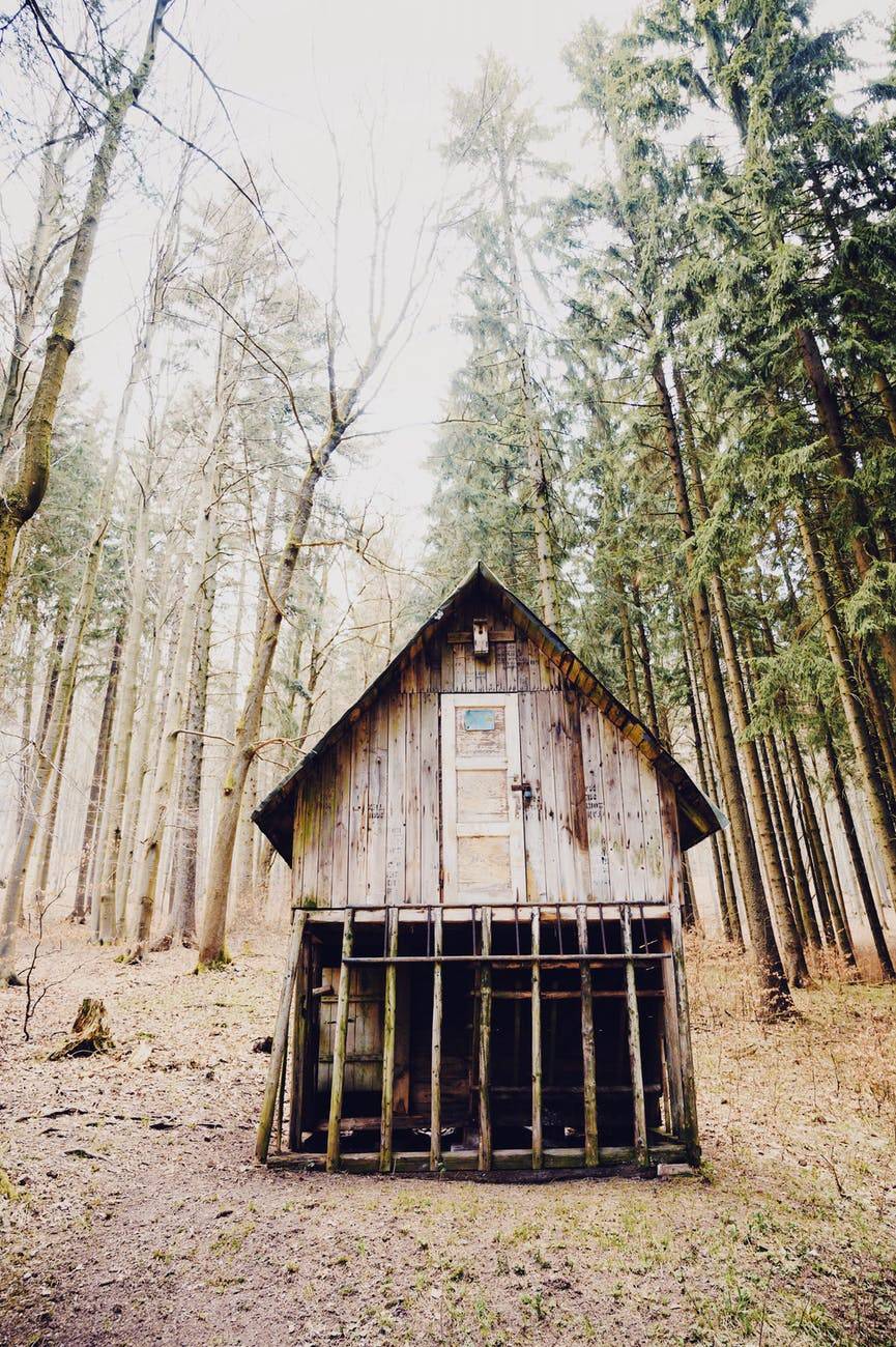 wooden barn in green forest in countryside