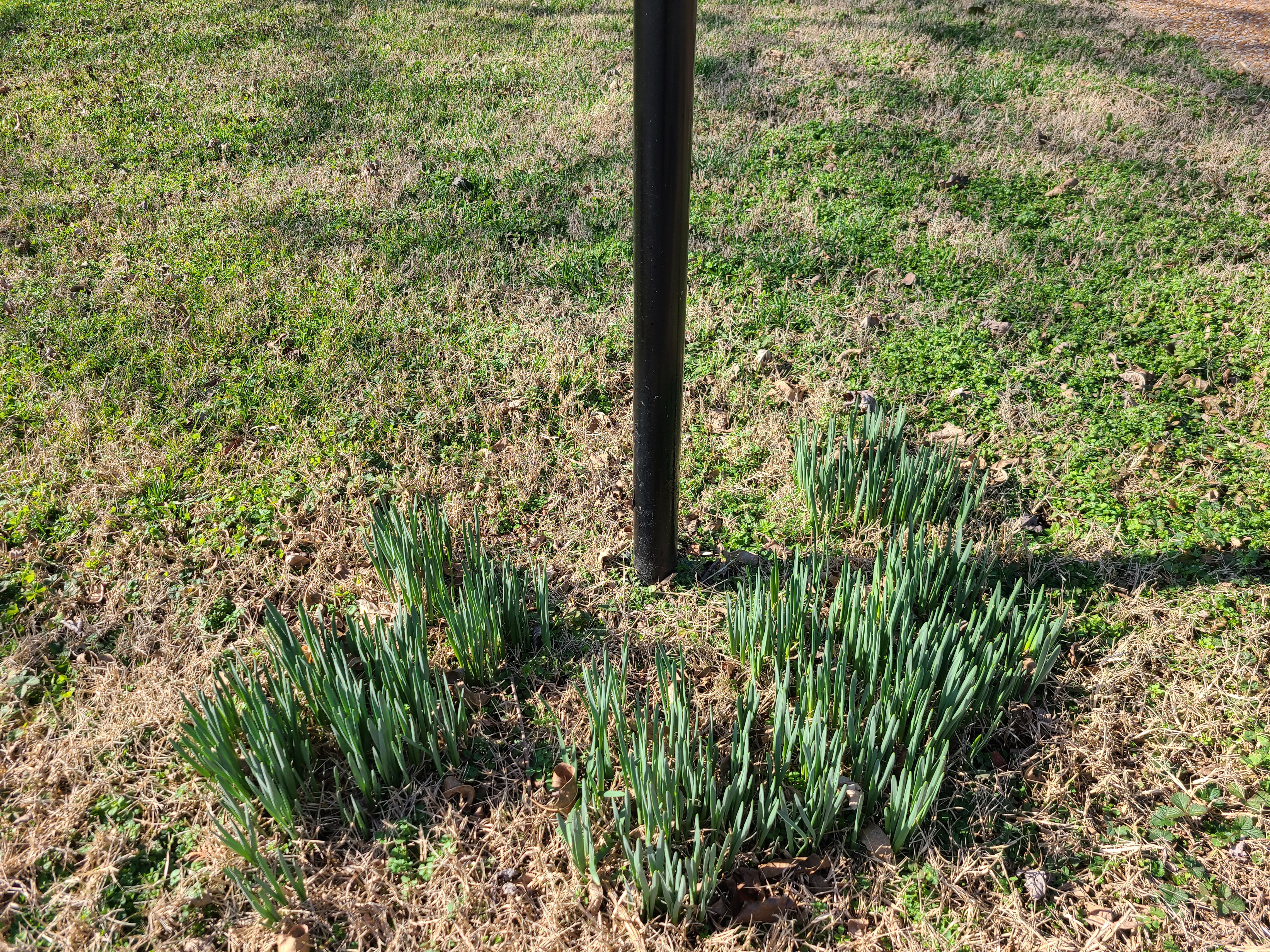 Budding tulips around a mailbox