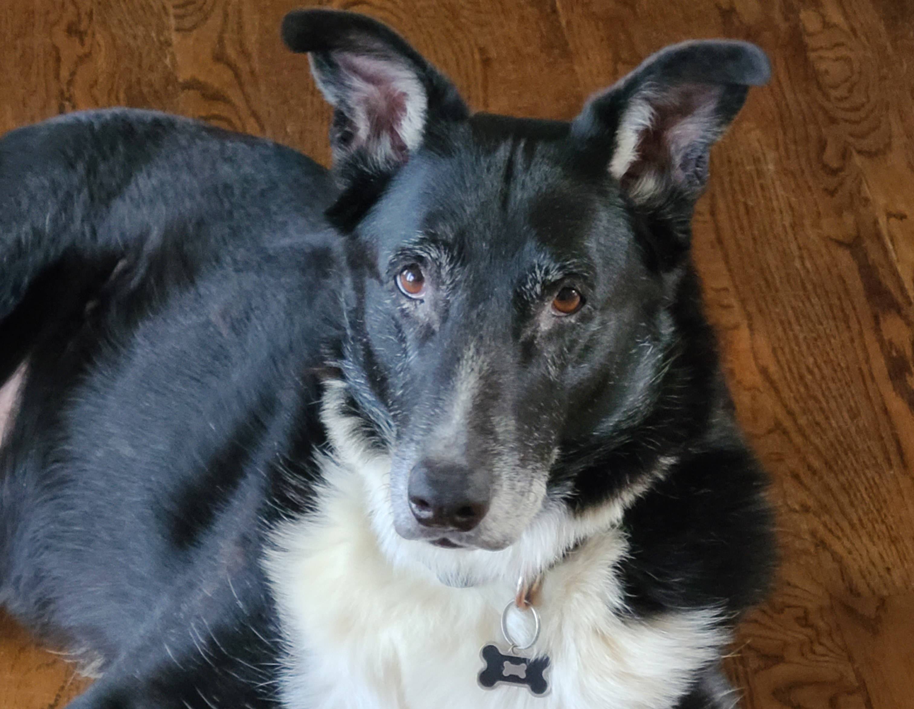 A black lab/border collie sitting on a wooden floor near a stove and waiting for his food. which demonstrates he has genuine gratefulness in all circumstances.