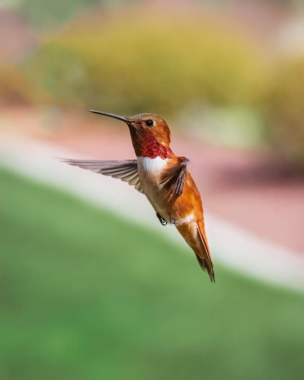 photo of a humming bird flying